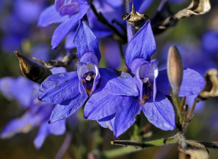 Delphinium consolida / Speronella consolida